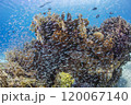 渡嘉敷島　沖縄　海　サンゴ礁　ダイビング 青い海と魚たち 120067140