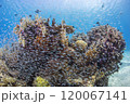 サンゴと青い海 okinawa 120067141
