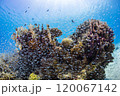 青い海と魚たち 120067142