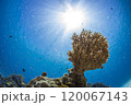 海中に育つ太陽と泡 120067143