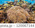 サンゴと青い海 120067144