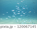 渡嘉敷島　沖縄　海　サンゴ礁　ダイビング 120067145