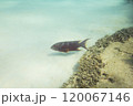 渡嘉敷島　沖縄　海　サンゴ礁　ダイビング 120067146