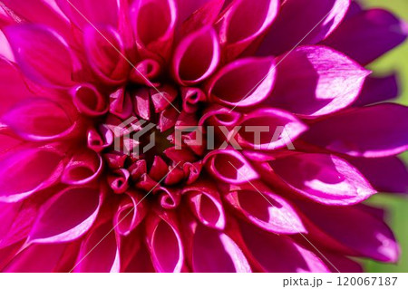 鮮やかに咲いたダリア(ダリヤ) 川西ダリヤ園 山形県川西町 鮮やかに咲いたダリア(ダリヤ) 川西ダリヤ園 山形県川西町 120067187