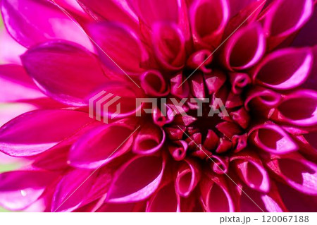 鮮やかに咲いたダリア（ダリヤ）　川西ダリヤ園　山形県川西町 120067188