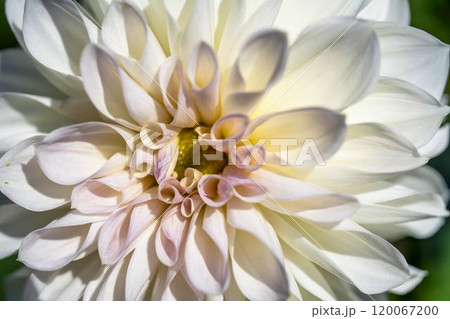 鮮やかに咲いたダリア（ダリヤ）　川西ダリヤ園　山形県川西町 120067200