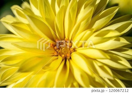 鮮やかに咲いたダリア(ダリヤ) 川西ダリヤ園 山形県川西町 鮮やかに咲いたダリア(ダリヤ) 川西ダリヤ園 山形県川西町 120067212