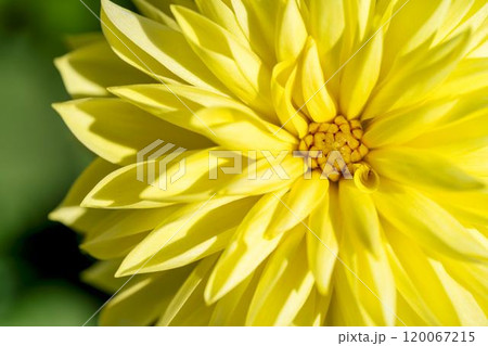 鮮やかに咲いたダリア(ダリヤ) 川西ダリヤ園 山形県川西町 鮮やかに咲いたダリア(ダリヤ) 川西ダリヤ園 山形県川西町 120067215