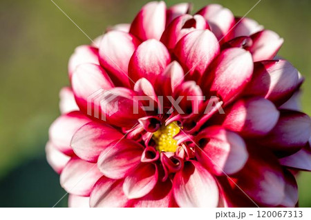 鮮やかに咲いたダリア（ダリヤ）　川西ダリヤ園　山形県川西町 120067313