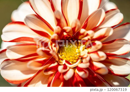 鮮やかに咲いたダリア(ダリヤ) 川西ダリヤ園 山形県川西町 鮮やかに咲いたダリア(ダリヤ) 川西ダリヤ園 山形県川西町 120067319