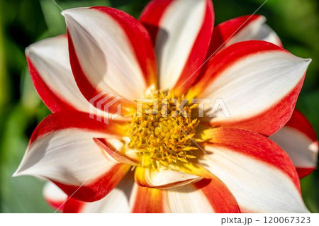 鮮やかに咲いたダリア(ダリヤ) 川西ダリヤ園 山形県川西町 鮮やかに咲いたダリア(ダリヤ) 川西ダリヤ園 山形県川西町 120067323