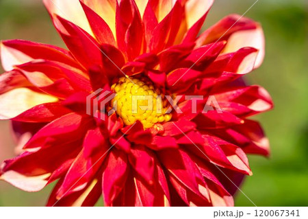 鮮やかに咲いたダリア(ダリヤ) 川西ダリヤ園 山形県川西町 鮮やかに咲いたダリア(ダリヤ) 川西ダリヤ園 山形県川西町 120067341