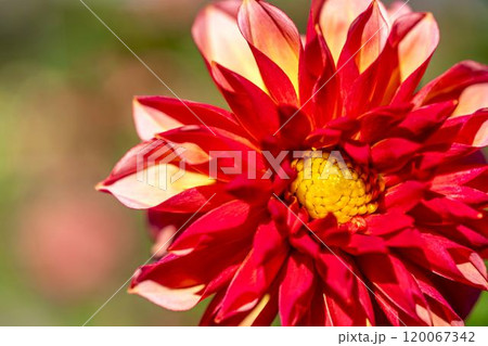 鮮やかに咲いたダリア(ダリヤ) 川西ダリヤ園 山形県川西町 鮮やかに咲いたダリア(ダリヤ) 川西ダリヤ園 山形県川西町 120067342