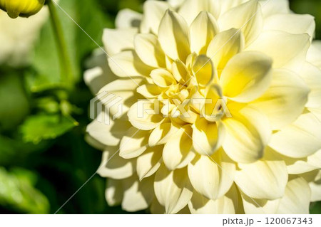 鮮やかに咲いたダリア（ダリヤ）　川西ダリヤ園　山形県川西町 120067343