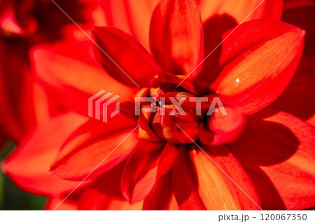 鮮やかに咲いたダリア（ダリヤ）　川西ダリヤ園　山形県川西町 120067350