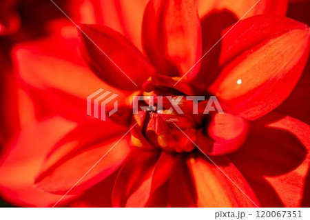 鮮やかに咲いたダリア（ダリヤ）　川西ダリヤ園　山形県川西町 120067351