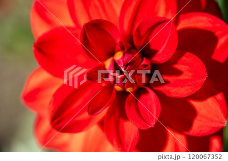 鮮やかに咲いたダリア（ダリヤ）　川西ダリヤ園　山形県川西町 120067352