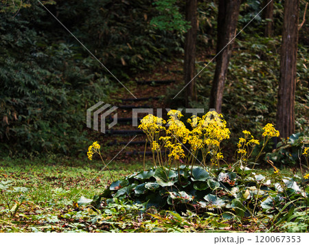 長岡市寺泊のツワブキ 120067353