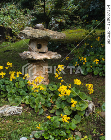 長岡市寺泊のツワブキ 長岡市寺泊のツワブキ 120067354