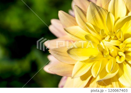 鮮やかに咲いたダリア（ダリヤ）　川西ダリヤ園　山形県川西町 120067403