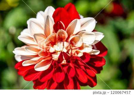 鮮やかに咲いたダリア（ダリヤ）　川西ダリヤ園　山形県川西町 120067457