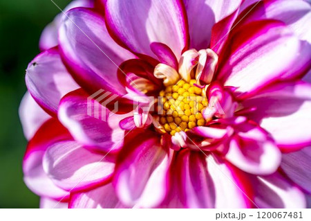 鮮やかに咲いたダリア（ダリヤ）　川西ダリヤ園　山形県川西町 120067481