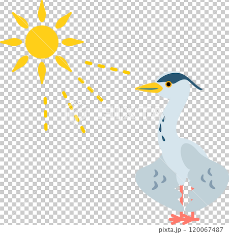 曬日光浴的灰鷺 120067487