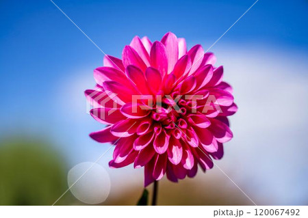 鮮やかに咲いたダリア（ダリヤ）　川西ダリヤ園　山形県川西町 120067492