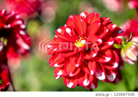 鮮やかに咲いたダリア(ダリヤ) 川西ダリヤ園 山形県川西町 鮮やかに咲いたダリア(ダリヤ) 川西ダリヤ園 山形県川西町 120067500