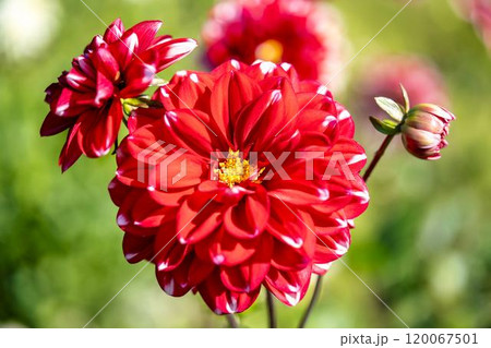 鮮やかに咲いたダリア（ダリヤ）　川西ダリヤ園　山形県川西町 120067501