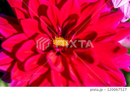 鮮やかに咲いたダリア(ダリヤ) 川西ダリヤ園 山形県川西町 鮮やかに咲いたダリア(ダリヤ) 川西ダリヤ園 山形県川西町 120067527