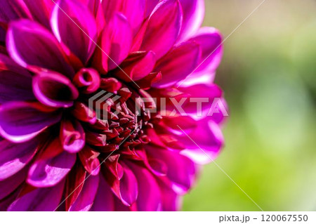 鮮やかに咲いたダリア(ダリヤ) 川西ダリヤ園 山形県川西町 鮮やかに咲いたダリア(ダリヤ) 川西ダリヤ園 山形県川西町 120067550