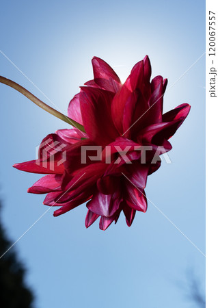 ダリア園の花のアップ 120067557