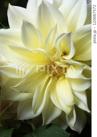 ダリア園の花のアップ ダリア園の花のアップ 120067572