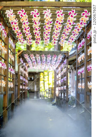 秋の熊野神社(熊野大社)の風景　秋の風花（かざはな）　山形県南陽市 120067607