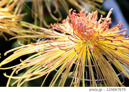 秋の風景 鮮やかに咲いた菊の花 山形県南陽市 秋の風景 鮮やかに咲いた菊の花 山形県南陽市 120067670