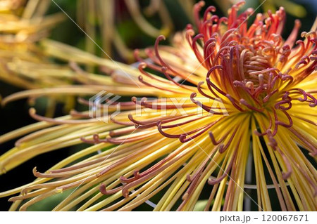 秋の風景　鮮やかに咲いた菊の花　山形県南陽市 120067671