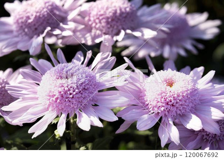 秋の風景 鮮やかに咲いた菊の花 山形県南陽市 秋の風景 鮮やかに咲いた菊の花 山形県南陽市 120067692