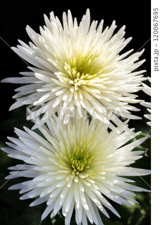秋の風景　鮮やかに咲いた菊の花　山形県南陽市 120067695