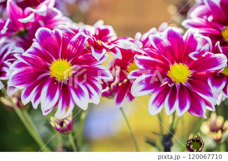 秋の風景　鮮やかに咲いた菊の花　山形県南陽市 120067710