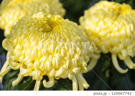 秋の風景　鮮やかに咲いた菊の花　山形県南陽市 120067742