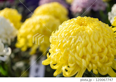 秋の風景　鮮やかに咲いた菊の花　山形県南陽市 120067747