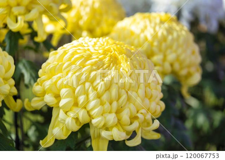 秋の風景 鮮やかに咲いた菊の花 山形県南陽市 秋の風景 鮮やかに咲いた菊の花 山形県南陽市 120067753