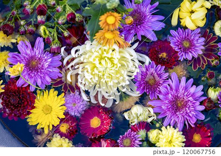 秋の風景　鮮やかに咲いた菊の花　山形県南陽市 120067756