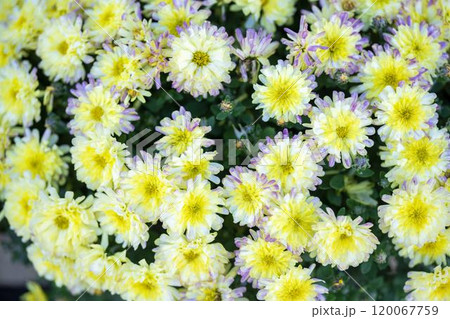 秋の風景　鮮やかに咲いた菊の花　山形県南陽市 120067759