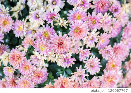 秋の風景　鮮やかに咲いた菊の花　山形県南陽市 120067767