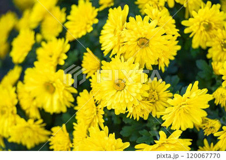 秋の風景　鮮やかに咲いた菊の花　山形県南陽市 120067770