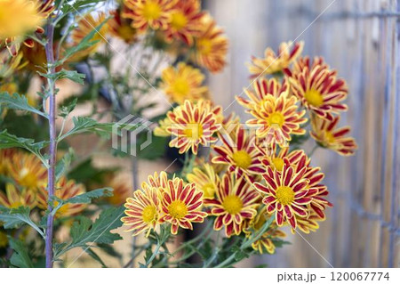 秋の風景　鮮やかに咲いた菊の花　山形県南陽市 120067774