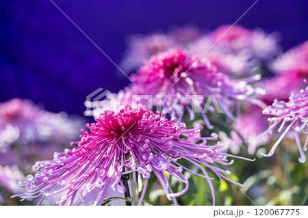 秋の風景　鮮やかに咲いた菊の花　山形県南陽市 120067775