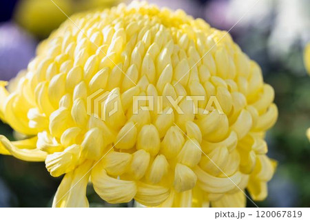 秋の風景 鮮やかに咲いた菊の花 山形県南陽市 秋の風景 鮮やかに咲いた菊の花 山形県南陽市 120067819